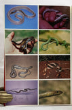 The Amphibians and Reptiles of Botswana