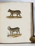 Zoology of New York or the New York Fauna: Introduction and Zoology, Part I: Mammalia
