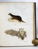 Zoology of New York or the New York Fauna: Introduction and Zoology, Part I: Mammalia