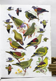 Pigeons and Doves: A Guide to the Pigeons and Doves of the World