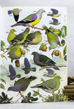 Pigeons and Doves: A Guide to the Pigeons and Doves of the World