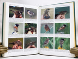 Stonechats: A Guide to the Genus Saxicola