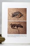 Reptiles del Centro, Centro-Oeste y sur de la Argentina. Herpetofauna de la zonas áridas y semiáridas