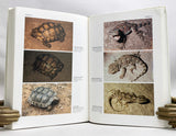 Reptiles del Centro, Centro-Oeste y sur de la Argentina. Herpetofauna de la zonas áridas y semiáridas