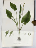 A Flora of the State of New-York, Comprising Full Descriptions of All the Indigenous and Naturalized Plants Hitherto Discovered in the State; with Remarks on Their Economical and Medicinal Properties, in 2 volumes (the hand-colored plate version)
