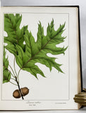 A Flora of the State of New-York, Comprising Full Descriptions of All the Indigenous and Naturalized Plants Hitherto Discovered in the State; with Remarks on Their Economical and Medicinal Properties, in 2 volumes (the hand-colored plate version)