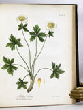 A Flora of the State of New-York, Comprising Full Descriptions of All the Indigenous and Naturalized Plants Hitherto Discovered in the State; with Remarks on Their Economical and Medicinal Properties, in 2 volumes (the hand-colored plate version)
