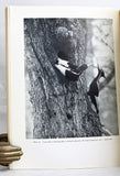 The Ivory-Billed Woodpecker