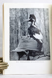 The Ivory-Billed Woodpecker