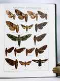 The Macrolepidoptera of the World (a complete, fully bound set: 16 volumes and 4 supplements bound in 30 total volumes)
