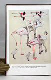 Flamingos