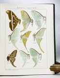 The Macrolepidoptera of the World (a complete, fully bound set: 16 volumes and 4 supplements bound in 30 total volumes)