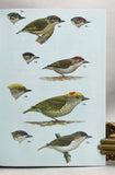 Woodpeckers: An Identification Guide to the Woodpeckers of the World