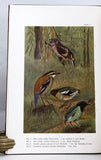 Birds of the Island of Java, in 2 volumes