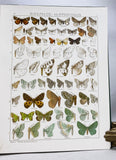 The Macrolepidoptera of the World (a complete, fully bound set: 16 volumes and 4 supplements bound in 30 total volumes)