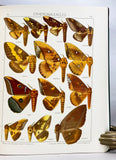 The Macrolepidoptera of the World (a complete, fully bound set: 16 volumes and 4 supplements bound in 30 total volumes)