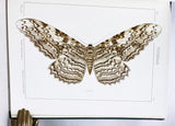 The Macrolepidoptera of the World (a complete, fully bound set: 16 volumes and 4 supplements bound in 30 total volumes)