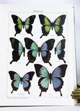 The Macrolepidoptera of the World (a complete, fully bound set: 16 volumes and 4 supplements bound in 30 total volumes)