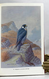 The Peregrine Falcon