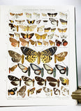 The Macrolepidoptera of the World (a complete, fully bound set: 16 volumes and 4 supplements bound in 30 total volumes)