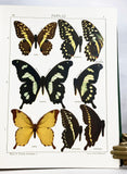 The Macrolepidoptera of the World (a complete, fully bound set: 16 volumes and 4 supplements bound in 30 total volumes)