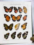 The Macrolepidoptera of the World (a complete, fully bound set: 16 volumes and 4 supplements bound in 30 total volumes)