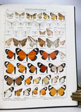 The Macrolepidoptera of the World (a complete, fully bound set: 16 volumes and 4 supplements bound in 30 total volumes)