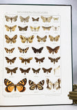 The Macrolepidoptera of the World (a complete, fully bound set: 16 volumes and 4 supplements bound in 30 total volumes)