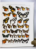 The Macrolepidoptera of the World (a complete, fully bound set: 16 volumes and 4 supplements bound in 30 total volumes)