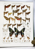 The Macrolepidoptera of the World (a complete, fully bound set: 16 volumes and 4 supplements bound in 30 total volumes)