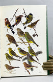 Finches