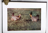 The Prairie Chicken in Missouri