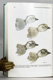 Neotropical Ornithology (Ornithological Monographs No. 36)