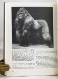All About Gorillas