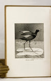 North American Shore Birds: A History of the Snipes, Sandpipers, Plovers and their allies