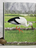 Storks, Ibises and Spoonbills of the World