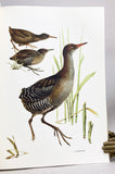 Rails of the World. A Monograph of the Family Rallidae