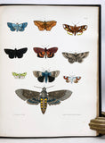 Natural History of New York, Part V: Agriculture, Volume 5 - Description of the More Common and Injurious Species of Insects (with fine hand-colored plates)