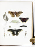 Natural History of New York, Part V: Agriculture, Volume 5 - Description of the More Common and Injurious Species of Insects (with fine hand-colored plates)