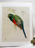 Louis Agassiz Fuertes and the Singular Beauty of Birds