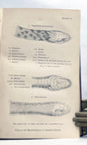 Indian Snakes: An Elementary Treatise on Ophiology with A Descriptive Catalogue of the Snakes Found in India