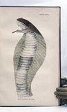 Indian Snakes: An Elementary Treatise on Ophiology with A Descriptive Catalogue of the Snakes Found in India