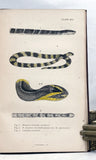 Indian Snakes: An Elementary Treatise on Ophiology with A Descriptive Catalogue of the Snakes Found in India