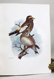 The Birds of Washington (Volume 1 only of two volumes), Large Paper Edition limited to 200 copies