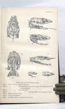 Indian Snakes: An Elementary Treatise on Ophiology with A Descriptive Catalogue of the Snakes Found in India