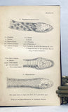Indian Snakes: An Elementary Treatise on Ophiology with A Descriptive Catalogue of the Snakes Found in India