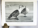 A Natural History of the Ducks