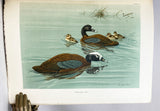 A Natural History of the Ducks