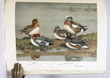 A Natural History of the Ducks