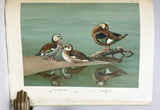 A Natural History of the Ducks